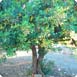 Chania Olivträd